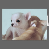 Cute 4 week old chihuahua puppies greeting card cards