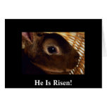Cute Adorable Bunny Face  He Is Risen! Card