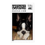 cute adorable puppy dog boston terrier postage