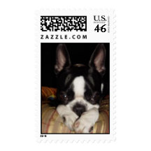 cute adorable puppy dog boston terrier stamp