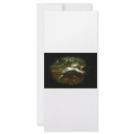 Cute African Side Necked brown turtle black frame Full Color Rack Card