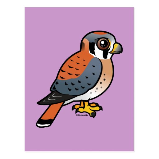 Cute American Kestrel Postcards