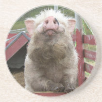 Cute and funny Pig Coaster