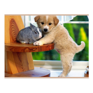 Animal Postcards, Animal Post Cards & Animal Postcard Designs