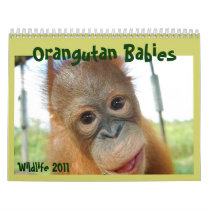 Cute Apes Wildlife Calendars