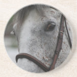 Cute Appaloosa Horse Coaster