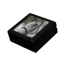 Cute Appaloosa Horse Gift Box