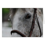 Cute Appaloosa Horse Greeting Card