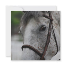 Cute Appaloosa Horse Invitations