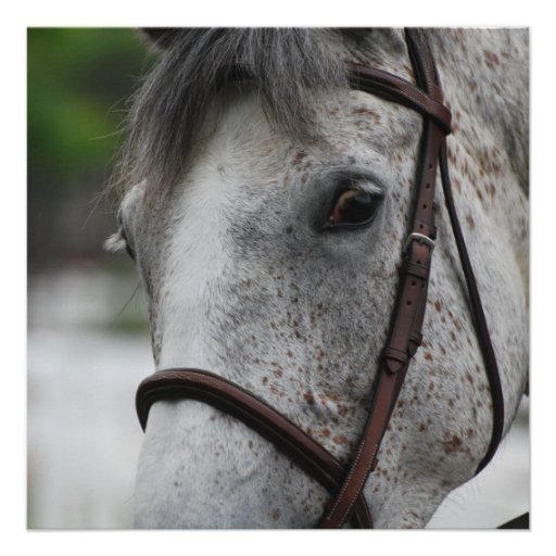 Cute Appaloosa Horse Invitations