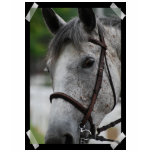Cute Appaloosa Horse Ladies Fitted T-Shirt
