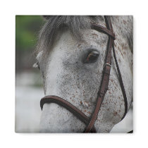 Cute Appaloosa Horse Magnet