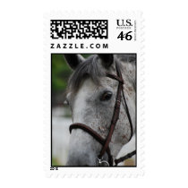 Cute Appaloosa Horse Postage Stamp