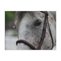 Cute Appaloosa Horse Postcard