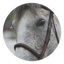 Cute Appaloosa Horse Sticker