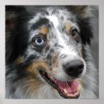 Cute Australian Shepherd Poster