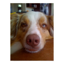 Cute Australian Shepherd Tired Dog posters