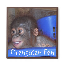 Cute Baby Animals magnets