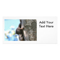 Cute Baby Black Squirrel Photo Card