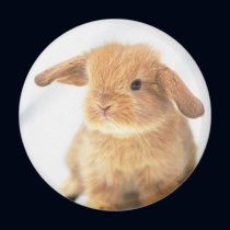Cute Baby Bunny Happy Easter Design magnets