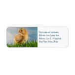 Cute Baby Chick in Grass with Sunbeam Photo Custom Return Address Labels