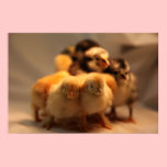 Cute Baby Chicks Poster posters