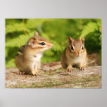 cute baby chipmunk siblings print