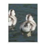 Cute Baby Coscoroba Swans Post Card Cute Baby Coscoroba Swans Post Card