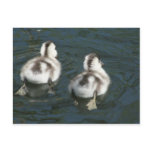 Cute Baby Coscoroba Swans Postcard Cute Baby Coscoroba Swans Postcard