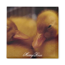 Cute baby ducks magnets by MerryRose Cute baby ducks magnets