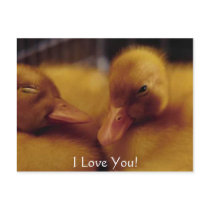 Cute baby ducks postcards