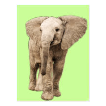 Cute Baby Elephant Postcards