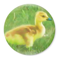 Cute baby Gosling Magnet