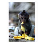 Cute baby macaque monkey eating banana post card