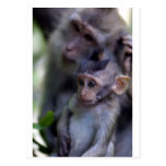 Cute baby macaque monkey postcard