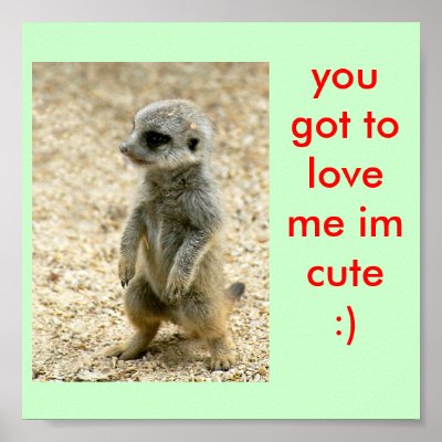 Cute Baby Wall Posters on Cute Baby Meerkat Poster From Zazzle Com
