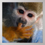 Cute Baby Monkey Print