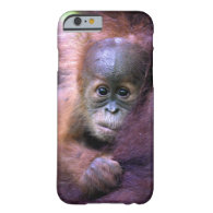 Cute baby orangutan in Sumatra iPhone 6 Case