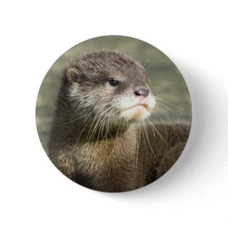 Cute Baby Otter