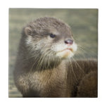 Cute Baby Otter Ceramic Tiles