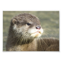 Cute Baby Otter