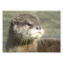 Cute Baby Otter