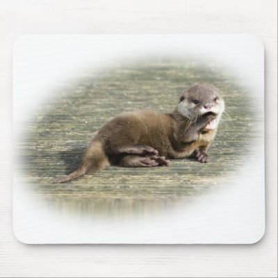 Cute Otter Baby
