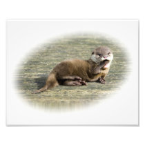 Cute Baby Otter Yawning