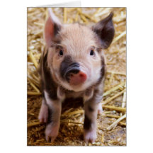 Cute Baby Piglet Farm Animals Barnyard Babies Cards