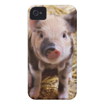 Cute Baby Piglet Farm Animals Barnyard Babies Case-Mate iPhone 4 Case