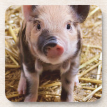Cute Baby Piglet Farm Animals Barnyard Babies Beverage Coaster