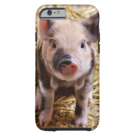 Cute Baby Piglet Farm Animals Barnyard Babies iPhone 6 Case