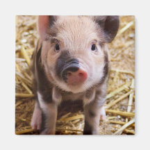 Cute Baby Piglet Farm Animals Barnyard Babies Refrigerator Magnets
