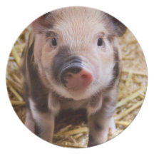 Cute Baby Piglet Farm Animals Barnyard Babies Party Plate